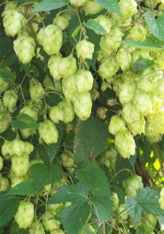 hopfen.jpg